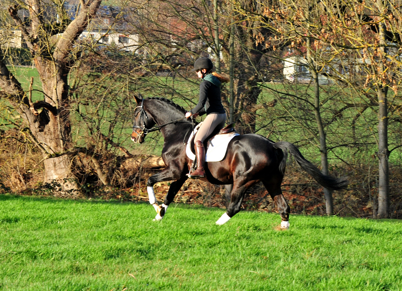 Pr mienhengst Shavalou von Freudenfest - Foto: Beate Langels - 
Trakehner Gestt Hmelschenburg