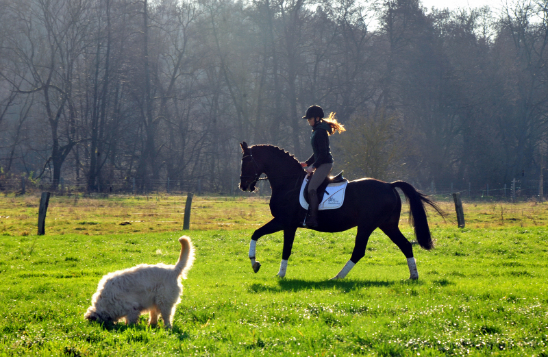 Prmienhengst Shavalou von Freudenfest - Foto: Beate Langels - 
Trakehner Gestt Hmelschenburg