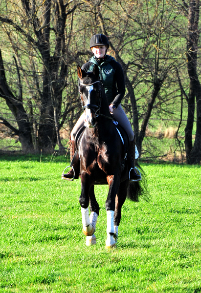 Prmienhengst Shavalou von Freudenfest - Foto: Beate Langels - 
Trakehner Gestt Hmelschenburg