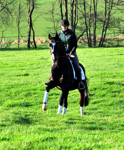 Prmienhengst Shavalou von Freudenfest - Foto: Beate Langels - 
Trakehner GGestt Hmelschenburg
