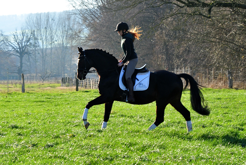 Prmienhengst Shavalou von Freudenfest - Foto: Beate Langels - 
Trakehner Gestt Hmelschenburg