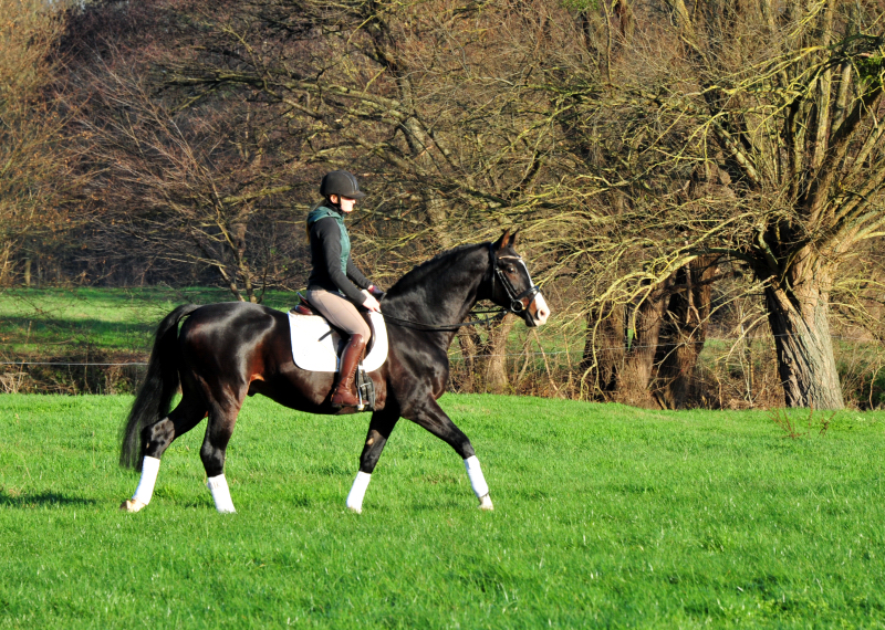 Prmienhengst Shavalou von Freudenfest - Foto: Beate Langels - 
Trakehner Gestt Hmelschenburg