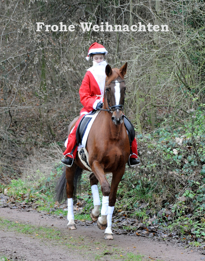 Weihnachten in Hmelschenburg 2021  - Foto: Beate Langels - Trakehner Gestt Hmelschenburg