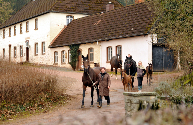 Trakehner Gestüt Hämelschenburg - Beate Langels
