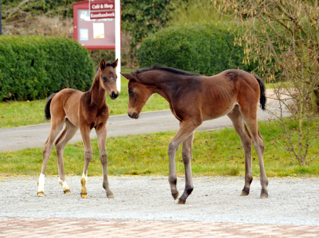 Trakehner Gestüt Hämelschenburg - Beate Langels