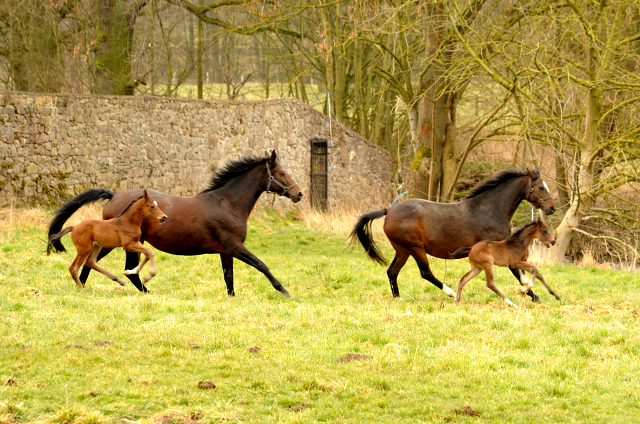 Trakehner Gestüt Hämelschenburg - Beate Langels