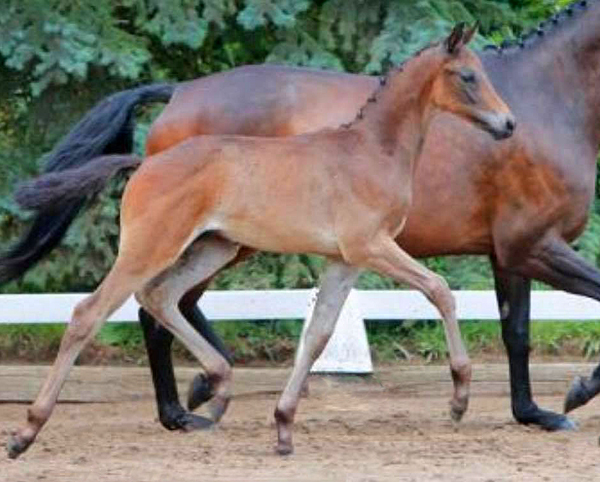 Hengstfohlen von Millenium u.d. Pr.St. Impatie v. Vivus