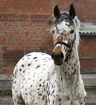 2j�hrige Stute v. Exclusiv, Foto: Ellen H�noch