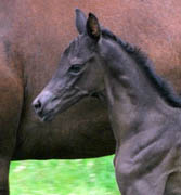 Trakehner Rappstute v. Saint Cyr x Patmos