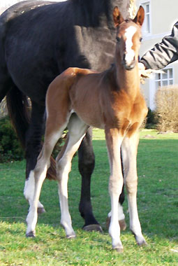 Trakehner Stutfohlen von Freudenfest u.d. Prämienstute Grace Note v. Alter Fritz Kostolany - Gestüt Schäplitz, Foto: Sebastian Krause