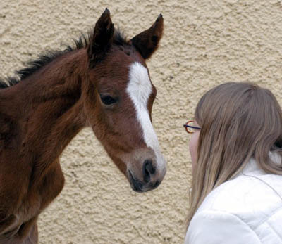 Trakehner Filly by Exclusiv out of Klassic by Freudenfest u.d. Kassuben v. Enrico Caruso