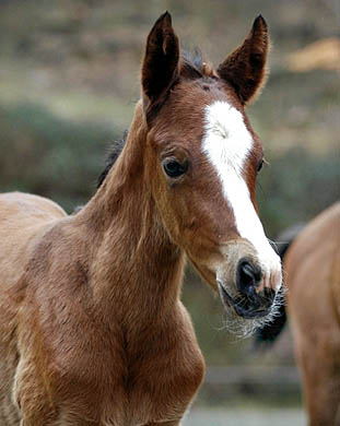 Stutfohlen v. Exclusiv u.d. Klassic v. Freudenfest u.d. Kassuben v. Enrico Caruso
