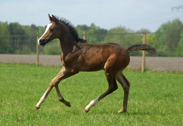 Trakehner Hengstfohlen von Freudenfest x King Arthur - Foto Kunst
