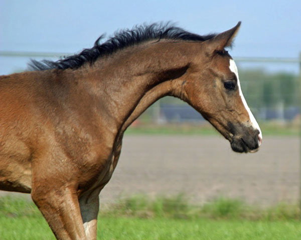 Trakehner Hengstfohlen von Freudenfest x King Arthur - Foto Kunst