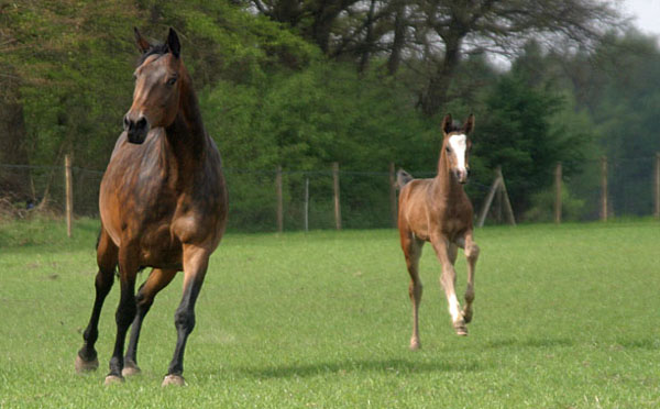 Trakehner Hengstfohlen von Freudenfest x King Arthur - Foto Kunst