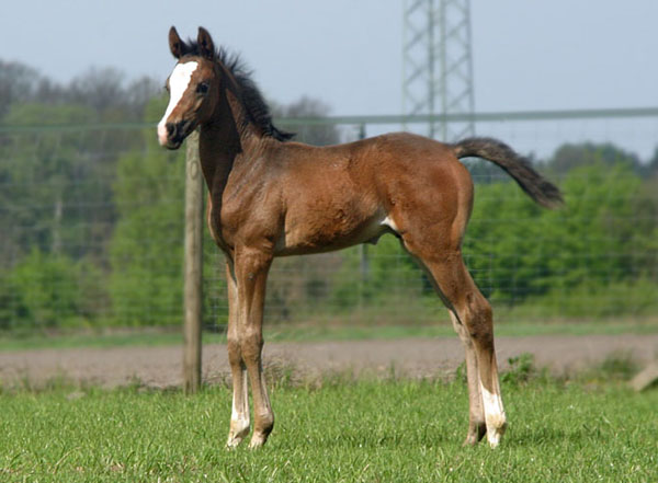 Trakehner Hengstfohlen von Freudenfest x King Arthur - Foto Kunst