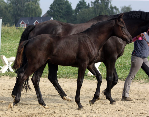 Trakehner Hengstfohlen von Oliver Twist u.d. Princie Diamond v. Kostolany - 17. Juni 2012 - Foto: Beate Langels - Trakehner Gestt Hmelschenburg