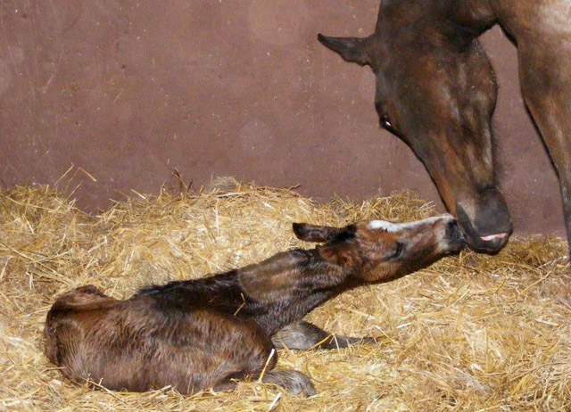 Trakehner Stutfohlen von Freudenfest x Summertime, Foto: Rupp