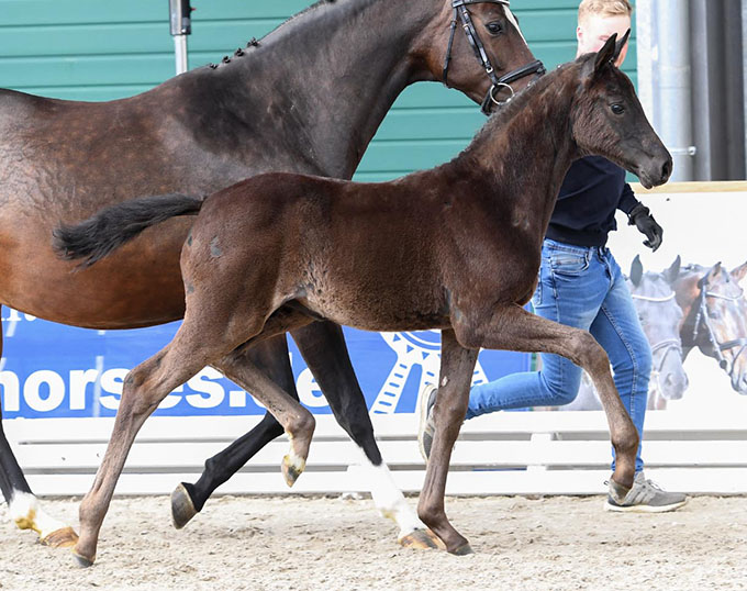 Such a Diva - Oldenburger Stutfohlen von San Amour u.d. Schwalbendiva v. Totilas -  Foto: Kiki Beelitz - 
Trakehner Gestt Hmelschenburg