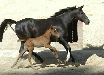 Trakehner colt by Leonidas - Encrico Caruso (at the age of 1 day) - Trakehner Gestt Hmelschenburg Beate Langels