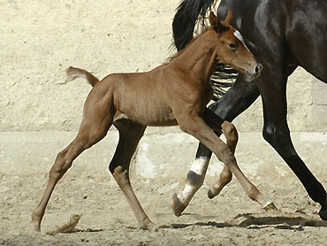 Trakehner colt by Leonidas - Encrico Caruso (at the age of 1 day) - Trakehner Gestt Hmelschenburg Beate Langels