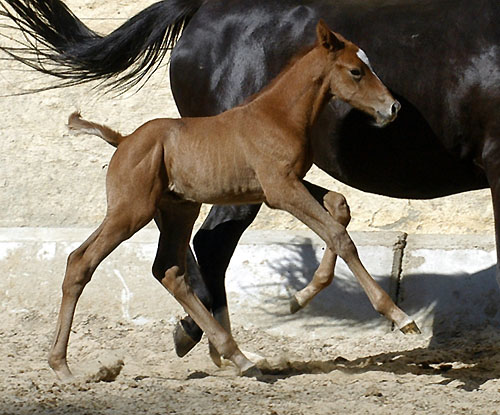 Trakehner colt by Leonidas - Encrico Caruso (at the age of 1 day) - Trakehner Gestt Hmelschenburg Beate Langels