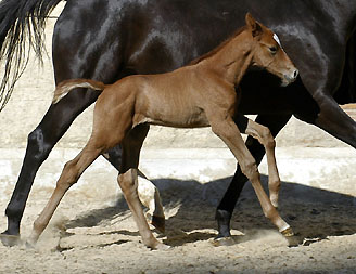 Trakehner colt by Leonidas - Encrico Caruso (at the age of 1 day) - Trakehner Gestt Hmelschenburg Beate Langels