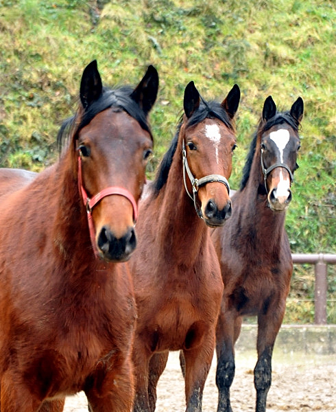 Stuten und Fohlen am 2. Januar 2015 auf der Feldweide in Hmelschenburg, Foto: Beate Langels, 
Trakehner Gestt Hmelschenburg - Beate Langels