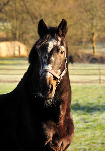 EXCLUSIV 27-JHRIG Trakehner Gestt Hmelschenburg - copyright Beate Langels