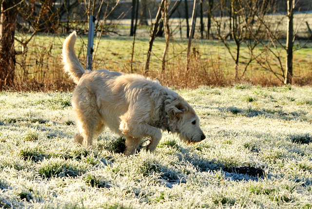 Oscar - Trakehner Gestt Hmelschenburg - copyright Beate Langels