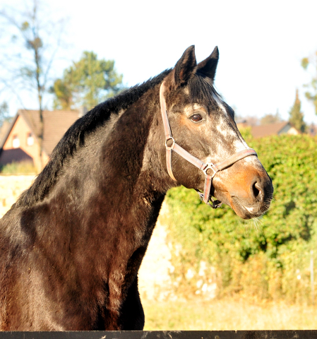 EXCLUSIV 27-JHRIG im Trakehner Gestt Hmelschenburg - copyright Beate Langels