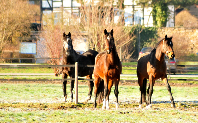  Trakehner Gestt Hmelschenburg - copyright Beate Langels