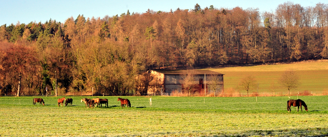  Trakehner Gestt Hmelschenburg - copyright Beate Langels