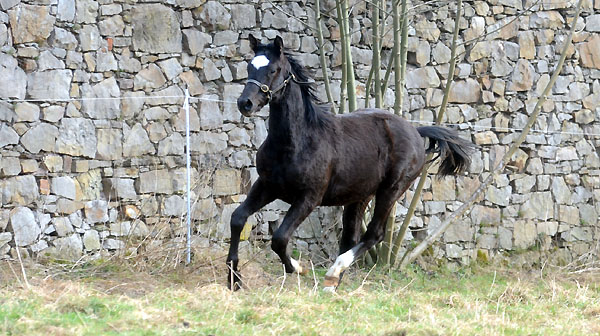 Trakehner Gestt Hmelschenburg - Foto: Beate Langels