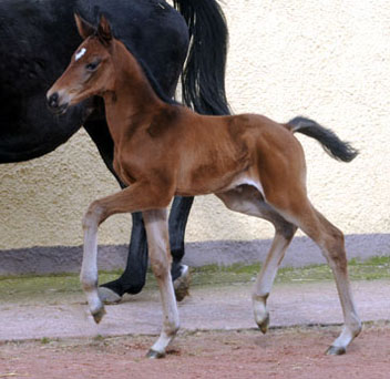 At the age of 8 days: Trakehner Filly by Imperio out of Elitemare Schwalbenspiel by Exclusiv, Trakehner Gestt Hmelschenburg - Beate Langels