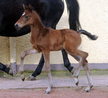 At the age of 8 days: Trakehner Filly by Imperio out of Elitemare Schwalbenspiel by Exclusiv, Trakehner Gestt Hmelschenburg - Beate Langels