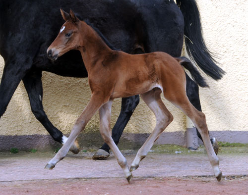 At the age of 8 days: Trakehner Filly by Imperio out of Elitemare Schwalbenspiel by Exclusiv, Trakehner Gestt Hmelschenburg - Beate Langels