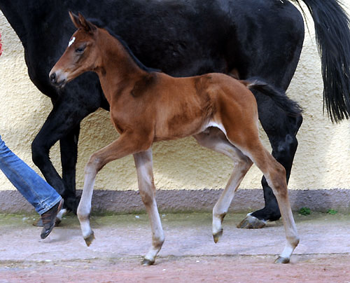 At the age of 8 days: Trakehner Filly by Imperio out of Elitemare Schwalbenspiel by Exclusiv, Trakehner Gestt Hmelschenburg - Beate Langels