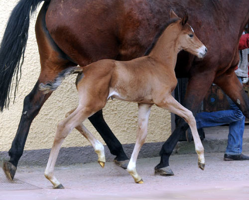 At the age of 9 days: Trakehner Colt by Saint Cyr out of Pr. u. StPrSt. Karena by Freudenfest - Trakehner Gestt Hmelschenburg, Beate Langels