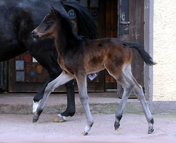 At the age of 7 days: Trakehner Filly by Summertime out of Pr.a.StPrSt. Vittoria by Exclusiv, Gestt Hmelschenburg - Beate Langels