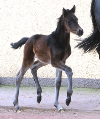 At the age of 7 days: Trakehner Filly by Summertime out of Pr.a.StPrSt. Vittoria by Exclusiv, Gestt Hmelschenburg - Beate Langels