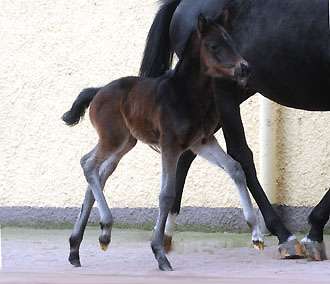 At the age of 7 days: Trakehner Filly by Summertime out of Pr.a.StPrSt. Vittoria by Exclusiv, Gestt Hmelschenburg - Beate Langels