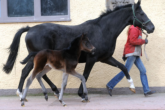 At the age of 7 days: Trakehner Filly by Summertime out of Pr.a.StPrSt. Vittoria by Exclusiv, Gestt Hmelschenburg - Beate Langels