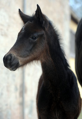 At the age of 7 days: Trakehner Filly by Summertime out of Pr.a.StPrSt. Vittoria by Exclusiv, Gestt Hmelschenburg - Beate Langels