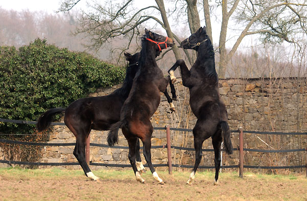 Trakehner Gestt Hmelschenburg - Foto: Beate Langels