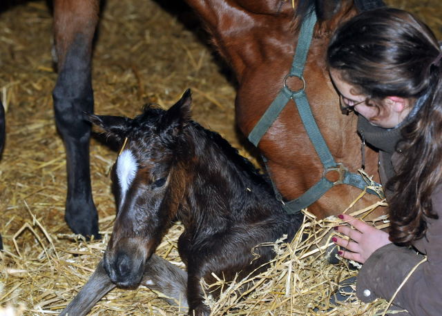 Trakehner Filly by Saint Cyr out of Pr. u. StPrSt. Karena by  Freudenfest - Foto: Beate Langels, Trakehner Gest t H melschenburg