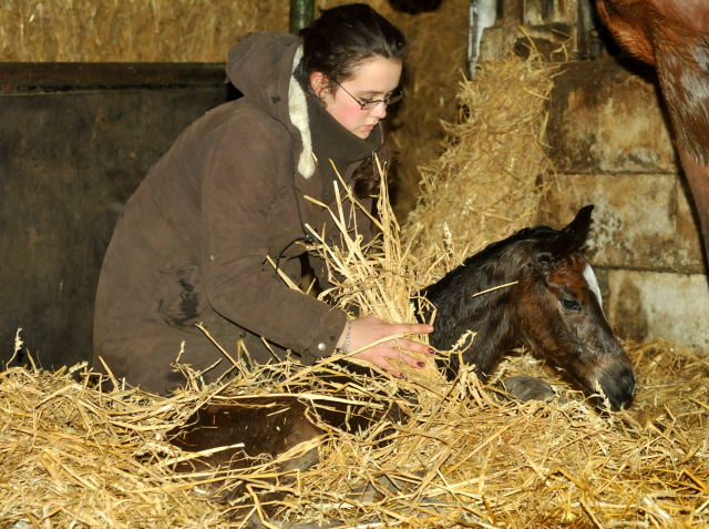 Trakehner Filly by Saint Cyr out of Pr. u. StPrSt. Karena by  Freudenfest - Foto: Beate Langels, Trakehner Gest t H melschenburg