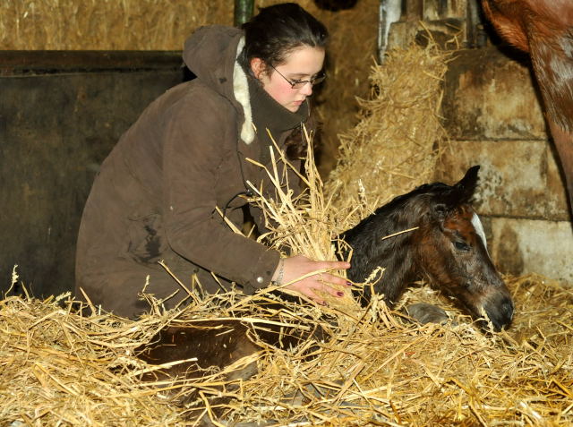 Trakehner Filly by Saint Cyr out of Pr. u. StPrSt. Karena by  Freudenfest - Foto: Beate Langels, Trakehner Gestt Hmelschenburg