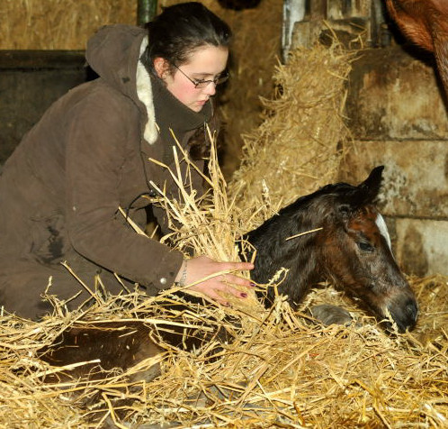 At the age 10 minutes: Trakehner Filly by Saint Cyr out of Pr. u. StPrSt. Karena by Freudenfest - Trakehner Gestt Hmelschenburg, Beate Langels