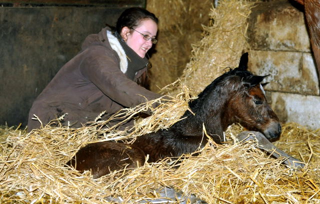 Trakehner Filly by Saint Cyr out of Pr. u. StPrSt. Karena by  Freudenfest - Foto: Beate Langels, Trakehner Gest t H melschenburg